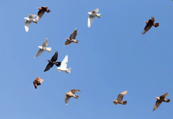 Zwerm duiven op blauwe hemel — Stockfoto