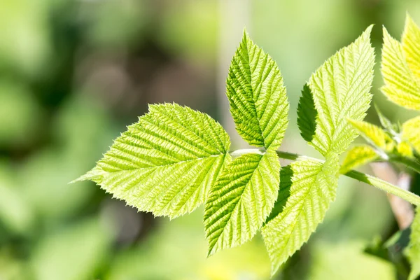 Bello il ramo con foglie verdi di lampone — Foto Stock