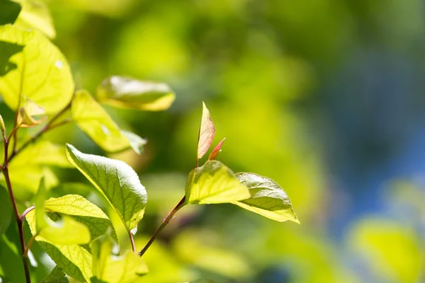 Bello ramo di un albero con foglie verdi — Foto Stock