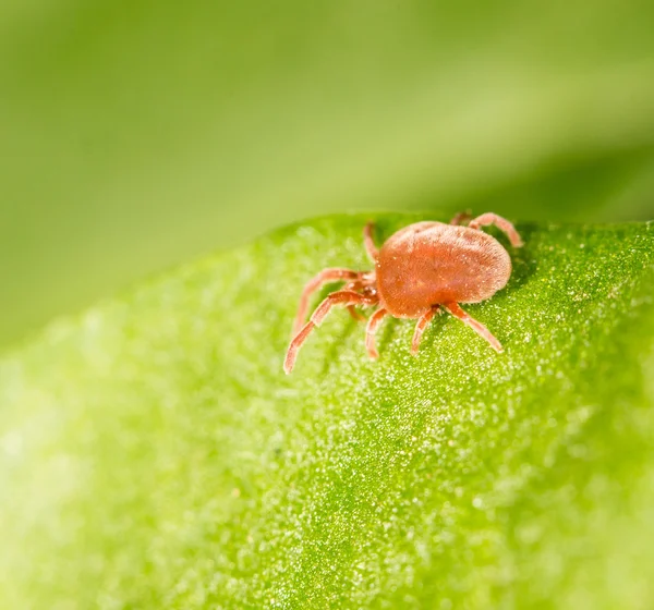 Red bug op een groene blad. Close-up — Stockfoto
