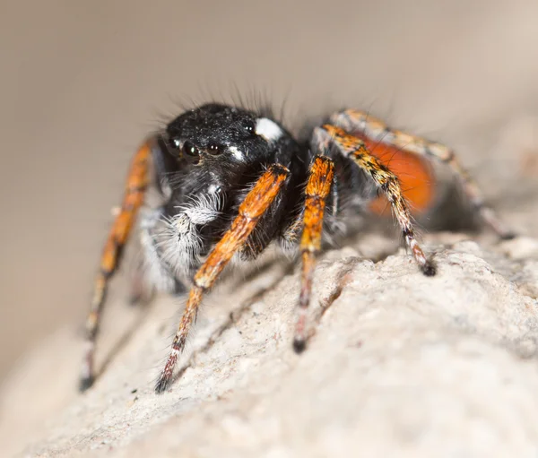 Portret red spider skoczka — Zdjęcie stockowe