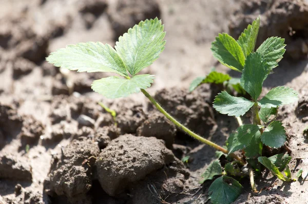 Aardbei bladeren in de grond — Stockfoto