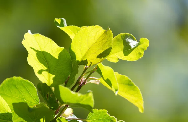 Ramo bonito de uma árvore com folhas verdes — Fotografia de Stock