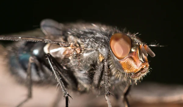 Volare nella natura. primo piano — Foto Stock