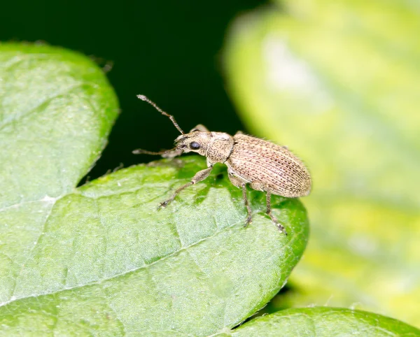 Kleiner Käfer auf einem grünen Blatt. Nahaufnahme — Stockfoto