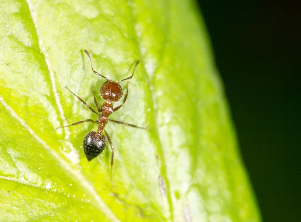 Hormigas en la naturaleza. primer plano — Foto de Stock