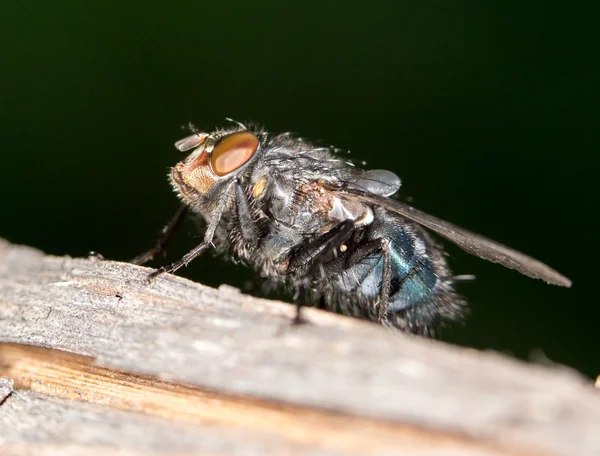 Fly in nature. close-up — Stock Photo, Image