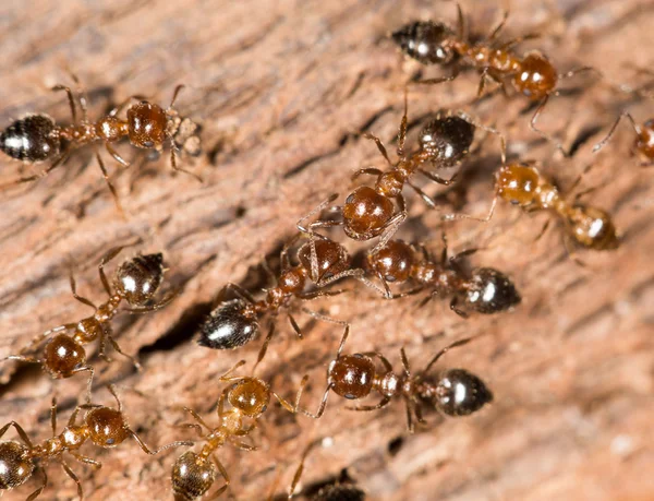 प्रकृति पर चींटियों। बंद-अप — स्टॉक फ़ोटो, इमेज