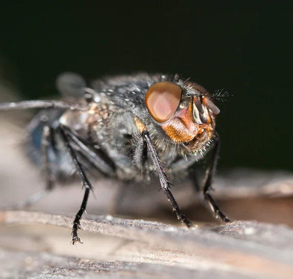 Vliegen in de natuur. Close-up — Stockfoto