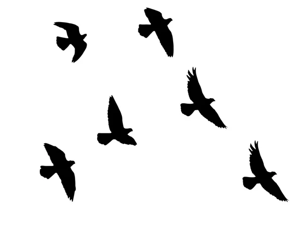 Silhouette d'un troupeau de pigeons — Photo
