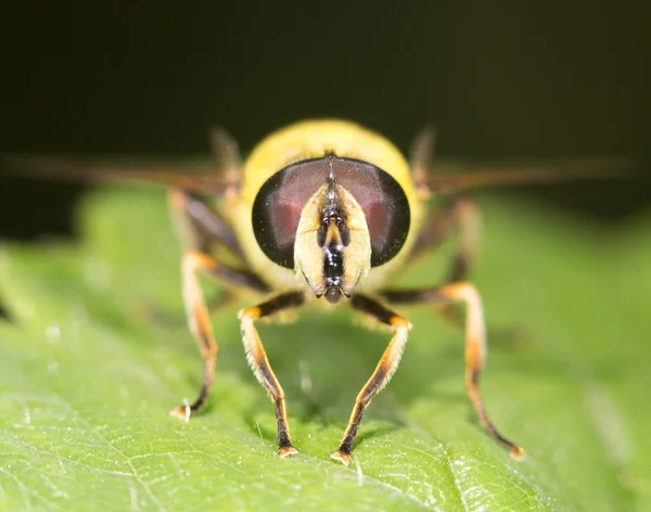 Fliegen in der Natur. Nahaufnahme — Stockfoto