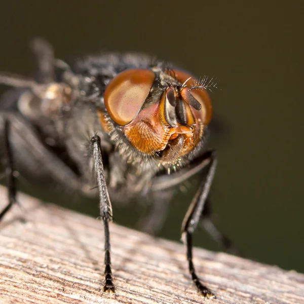 Volar en la naturaleza. primer plano — Foto de Stock