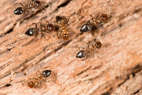 Ants on nature. close-up — Stock Photo, Image