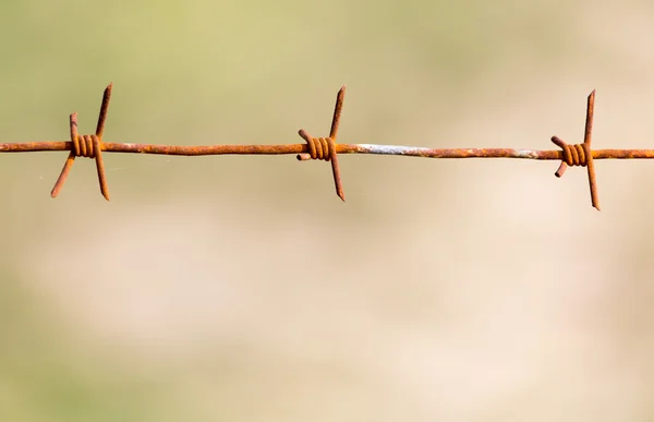 Alambre de púas en la naturaleza — Foto de Stock