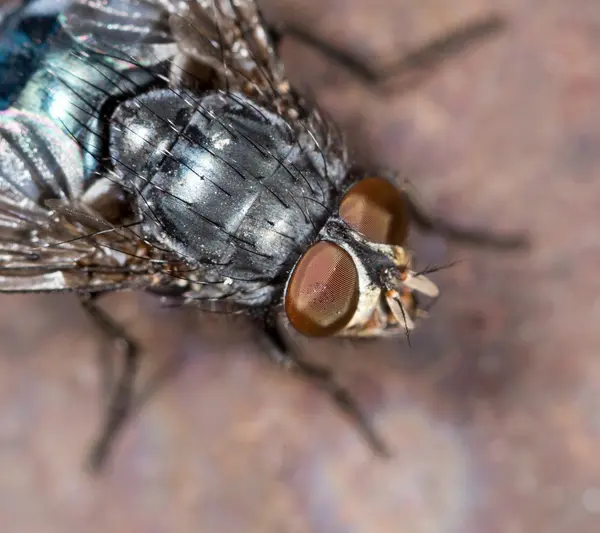 Fliegen in der Natur. Nahaufnahme — Stockfoto