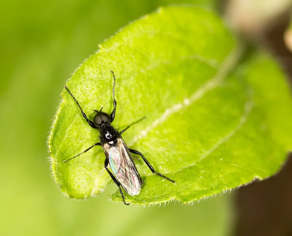 Fly in nature. close-up — Stock Photo, Image