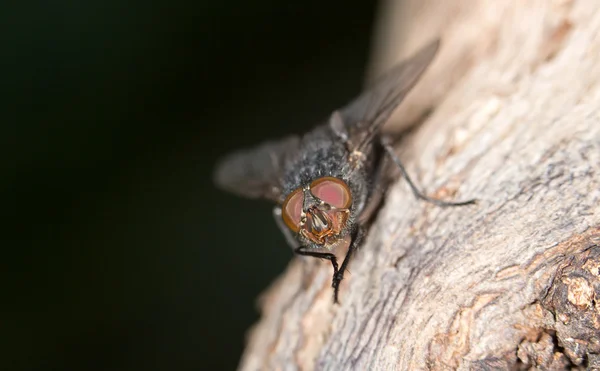 Flyga i naturen. närbild — Stockfoto