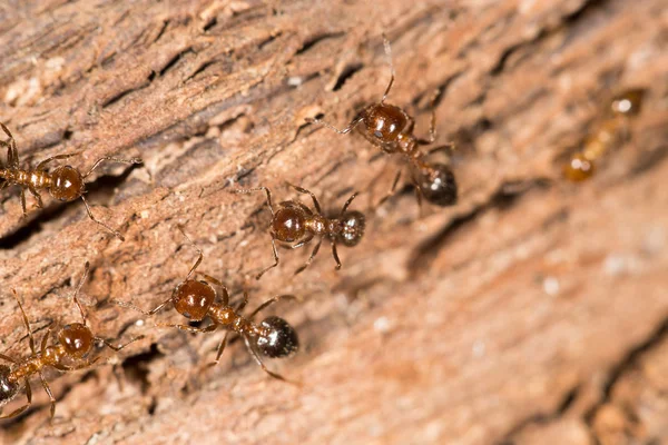 Mrówki na charakter. szczelnie-do góry — Zdjęcie stockowe
