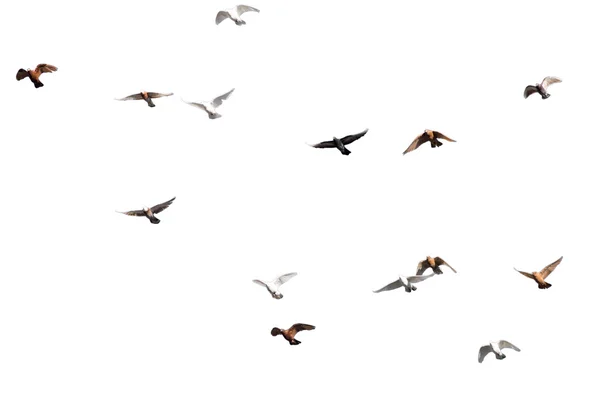 Silueta de una bandada de palomas — Foto de Stock
