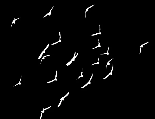 Silhouette d'un troupeau de pigeons — Photo