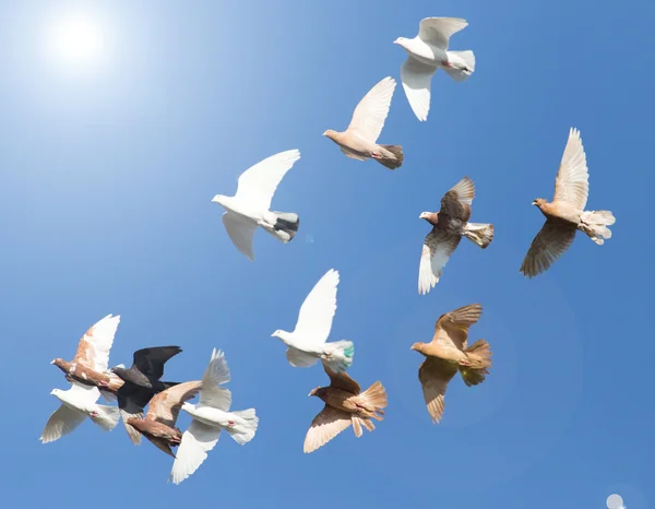 Силуэт стаи голубей — стоковое фото