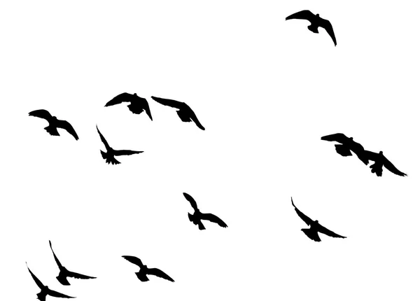 Silhouette of a flock of pigeons — Stock Photo, Image