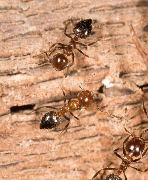 Ants on nature. close-up — Stock Photo, Image