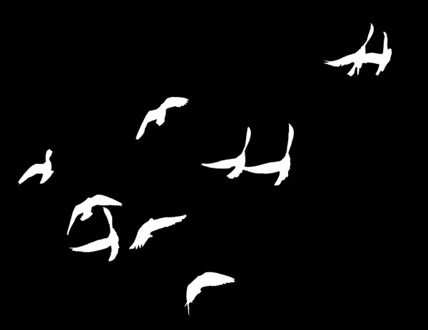 Silhouette of a flock of pigeons — Stock Photo, Image