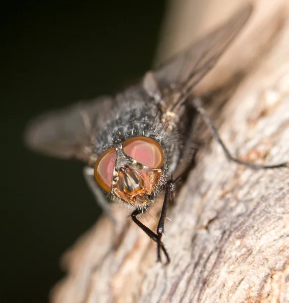 Voar na natureza. close-up — Fotografia de Stock