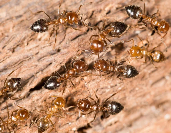 Doğa tarihinde karıncalar. yakın çekim — Stok fotoğraf