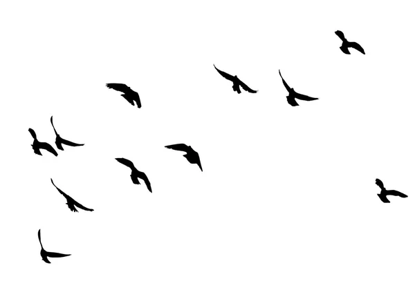 Silueta de una bandada de palomas —  Fotos de Stock
