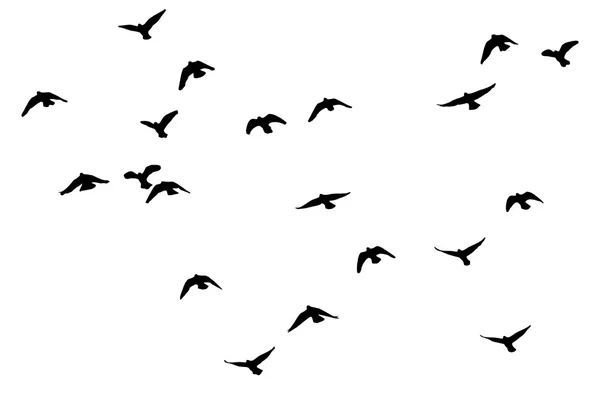 Silhouette of a flock of pigeons — Stock Photo, Image