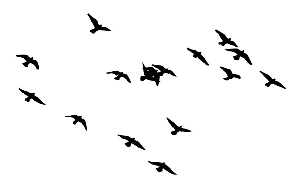 Silhouette of a flock of pigeons — Stock Photo, Image