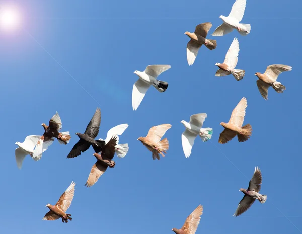 Silhouette d'un troupeau de pigeons — Photo