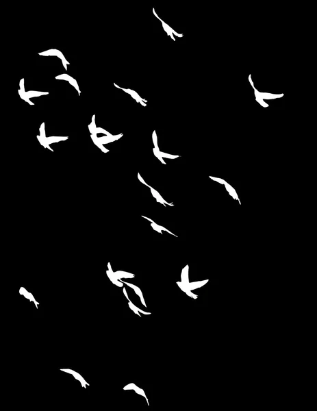 Silhouette of a flock of pigeons — Stock Photo, Image