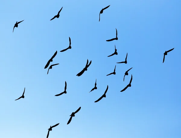 Silhouette of a flock of pigeons — Stock Photo, Image