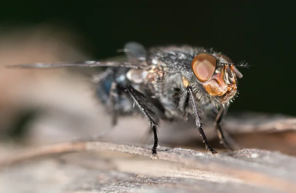 Fliegen in der Natur. Nahaufnahme — Stockfoto