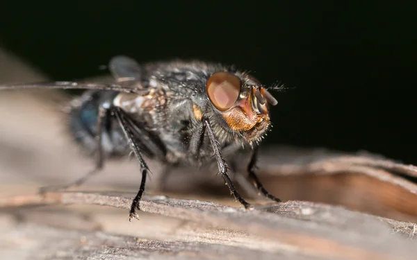 Voar na natureza. close-up — Fotografia de Stock