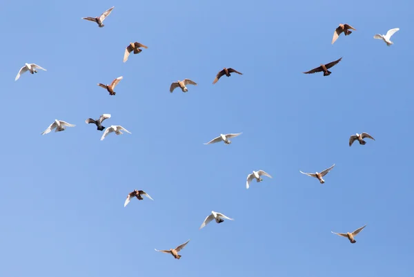 Silhouette of a flock of pigeons Stock Picture