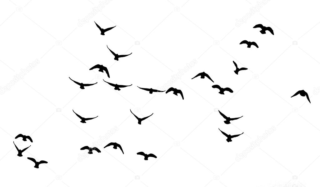 flock of pigeons on a white background