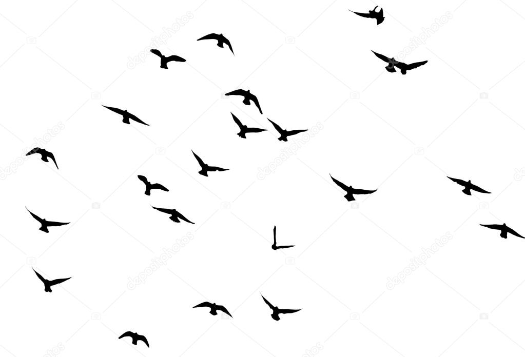 silhouette of a flock of pigeons
