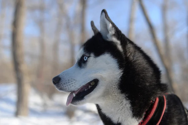 Perro negro de ojos azules raza Husky siberiano — Foto de Stock