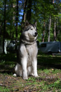 güzel köpek doğurmak Siberian dış yapraklar yaz ormandaki 