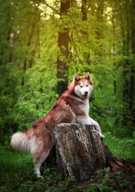 Kıl husky köpek doğurmak eski güdük üzerinden