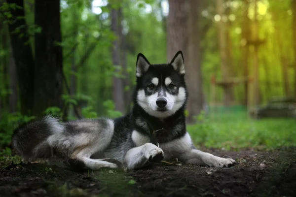 Preto dominador cão raça siberiano husky pata levantada — Fotografia de Stock