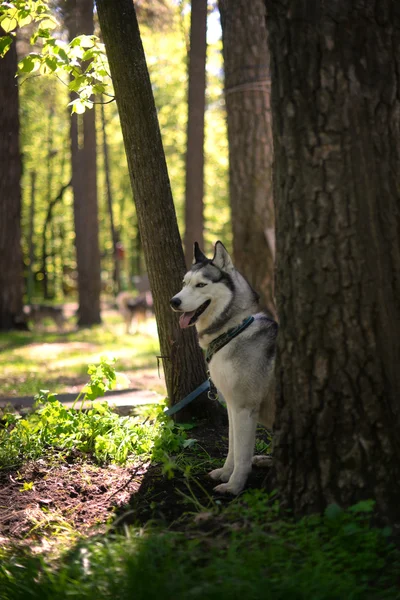 Husky siberiano sentado a la sombra de un árbol —  Fotos de Stock