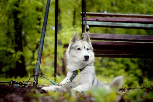 Сірий собака породи Сибірський хаски в swing — стокове фото