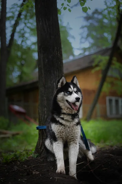 Husky siberiano sentado à sombra de uma árvore — Fotografia de Stock