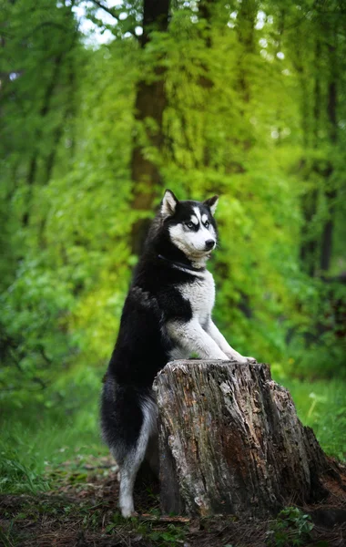 Siyah kızgın Husky köpek doğurmak eski güdük üzerinden — Stok fotoğraf