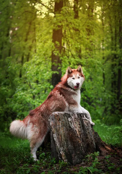 Kıl husky köpek doğurmak eski güdük üzerinden — Stok fotoğraf